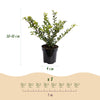 Japanische Stechpalme ‚Convexa' – Ilex crenata – Ansicht 4