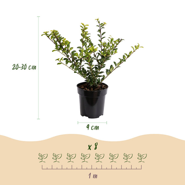 Japanische Stechpalme ‚Convexa' – Ilex crenata – Ansicht 4