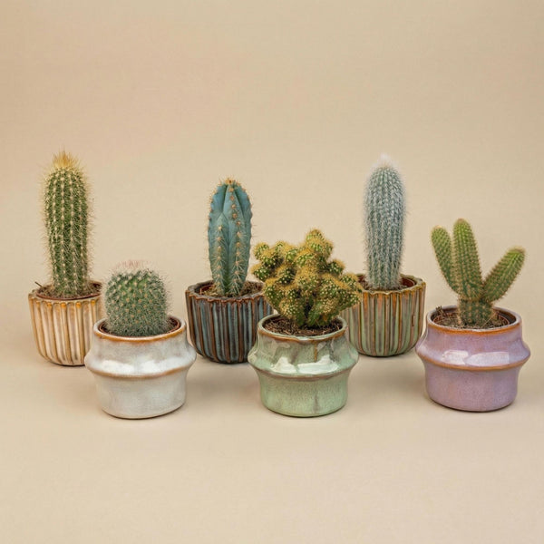 Kakteen-Set „Barcelona“ – 6 Kakteen in Mini-Keramiktöpfen