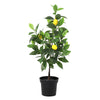 Kunstpflanze Zitronenbaum – Ø 17 cm · 65 cm