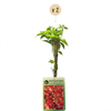Wilder Wein ‚Engelmannii' – Parthenocissus quinquefolia – Ansicht 2