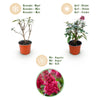 Schmetterlingsstrauch ‚Butterfly Candy Little Ruby' – Buddleja davidii – Ansicht 4