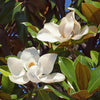Immergrüne Magnolie – Magnolia grandiflora – Ansicht 4