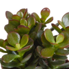 Sukkulenten-Set „Crassula-Mischung“ – 3 Crassula – Ansicht 5