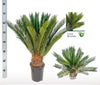 Sagopalme – Cycas revoluta