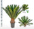Sagopalme – Cycas revoluta