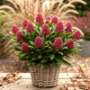 Skimmie ‚Rubella' – Skimmia japonica – Ansicht 4