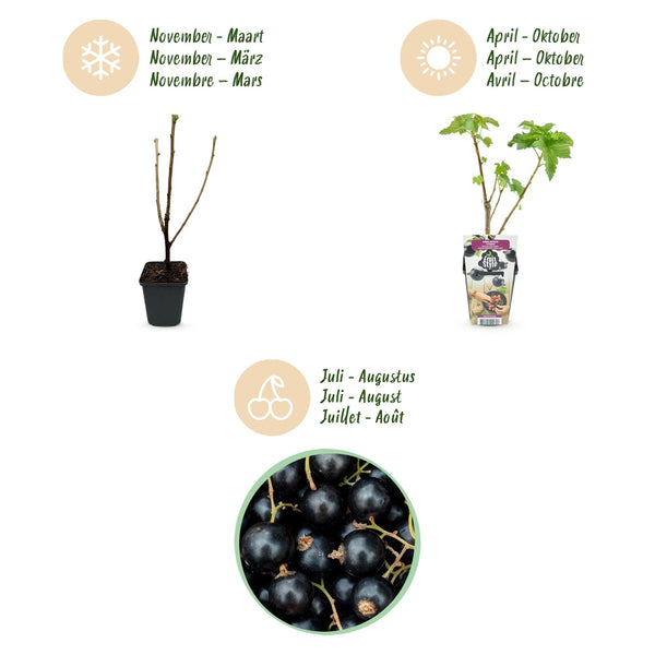 Schwarze Johannisbeere ‚Titania' – Ribes nigrum – Ansicht 9