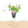 Rispenhortensie ‚Pink Diamond' – Hydrangea paniculata – Ansicht 3