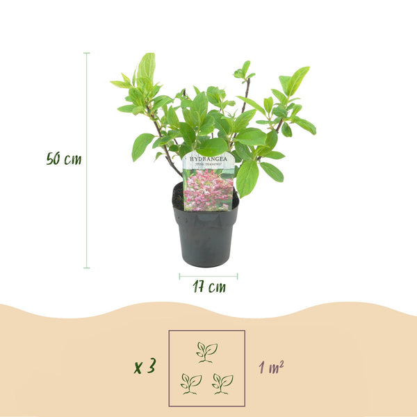Rispenhortensie ‚Pink Diamond' – Hydrangea paniculata – Ansicht 3