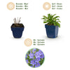 Pfirsichblättrige Glockenblume – Campanula persicifolia – Ansicht 4