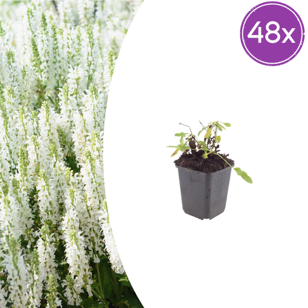 Steppensalbei ‚Schneehügel' – Salvia nemorosa