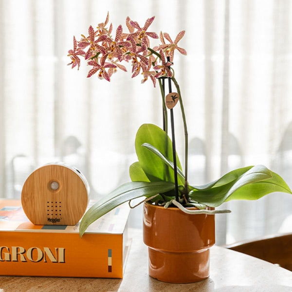 Schmetterlingsorchidee ‚Diamond Spider‘ – Phalaenopsis – Ansicht 8