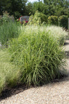 Chinaschilf ‚Strictus' – Miscanthus sinensis – Ansicht 4