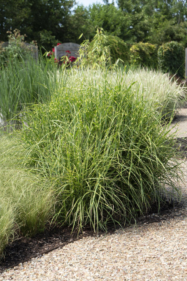 Chinaschilf ‚Strictus' – Miscanthus sinensis – Ansicht 4