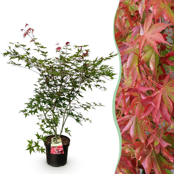 Fächerahorn ‚Beni-maiko' – Acer palmatum