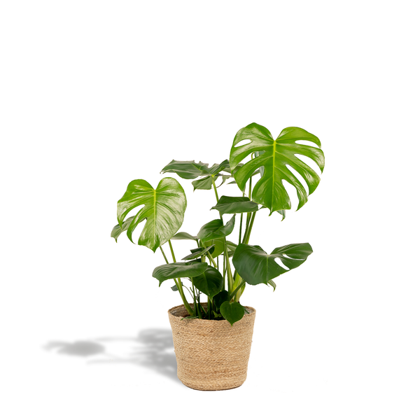 Monstera deliciosa