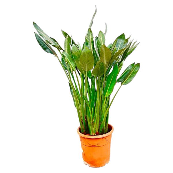 Paradiesvogelblume – Strelitzia reginae