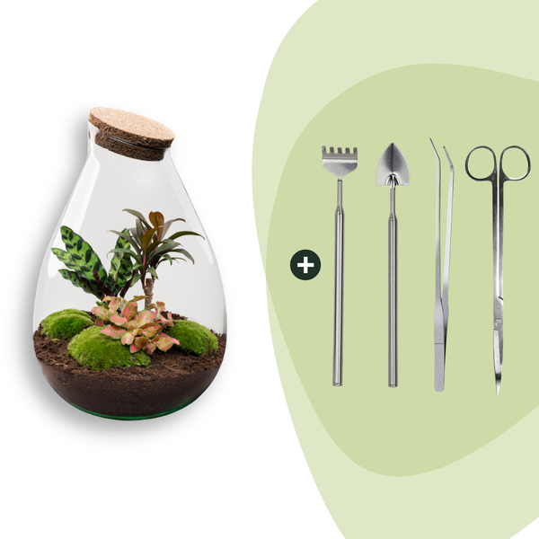 Flaschengarten-Set „Drop XL Palm" – DIY-Terrarium mit Palme