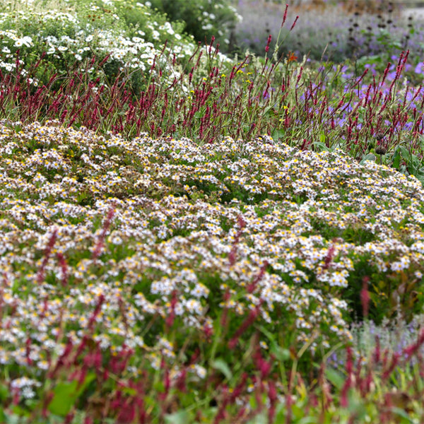 Stauden-Set „Schattenbeet" – 12 Schattenstauden in verschiedenen Arten und Farben – Ansicht 4