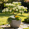Chinesischer Blumenhartriegel – Cornus kousa var. chinensis – Ansicht 5