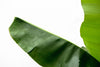 Bananenpflanze – Musa – Ansicht 5