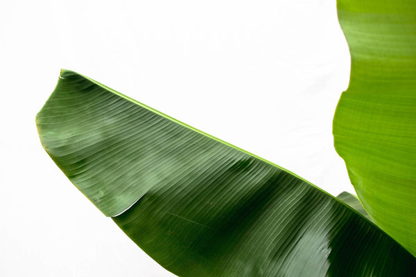 Bananenpflanze – Musa – Ansicht 5
