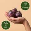 Hyazinthe ‚Pastel Mix' – Hyacinthus orientalis – Ansicht 3
