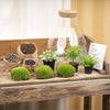 Flaschengarten-Set „Sam XL" – DIY-Terrarium mit Licht – Ansicht 4