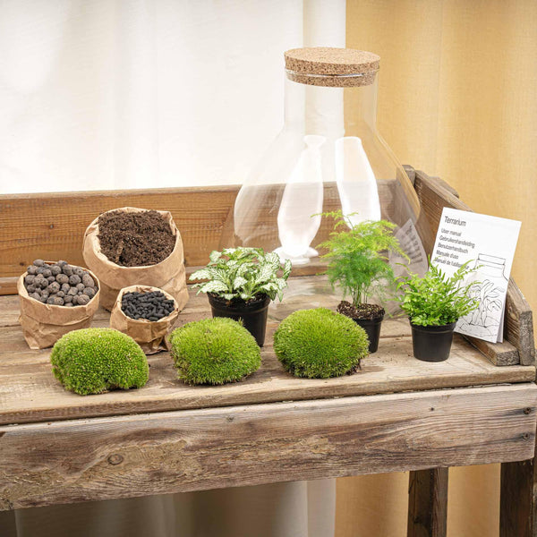 Flaschengarten-Set „Sam XL" – DIY-Terrarium mit Licht – Ansicht 4