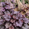Purpurglöckchen ‚Palace Purple' – Heuchera micrantha – Ansicht 5