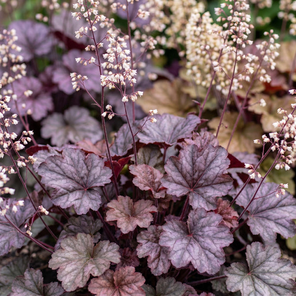 Purpurglöckchen ‚Palace Purple' – Heuchera micrantha – Ansicht 5