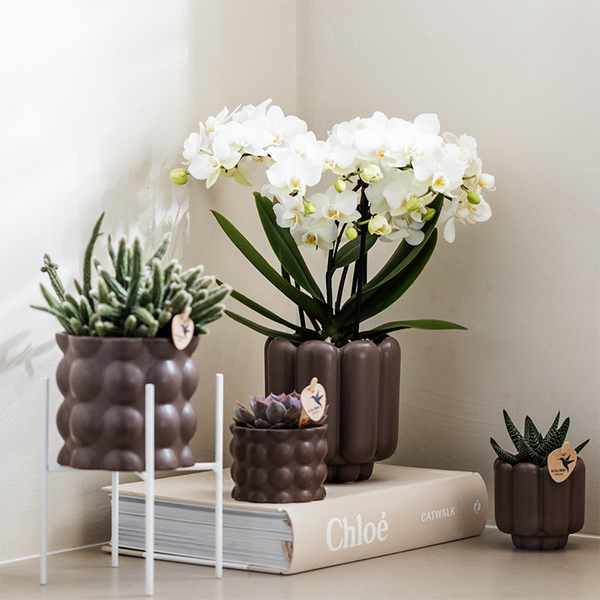 Schmetterlingsorchidee ‚Blossom Zurich' – Phalaenopsis – Ansicht 3