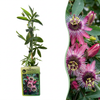 Passionsblume ‚Victoria' – Passiflora