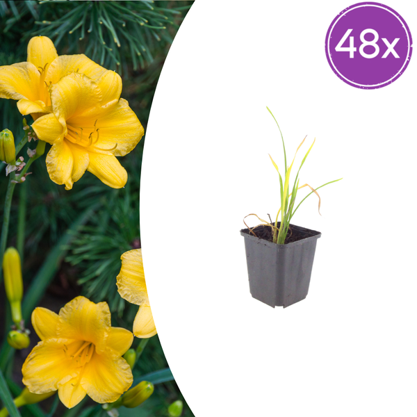 Taglilie ‚Stella de Oro' – Hemerocallis