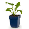 Purpur-Sonnenhut ‚Alba' – Echinacea purpurea – Ansicht 2