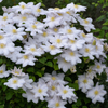 Waldrebe ‚Miss Bateman' – Clematis – Ansicht 3