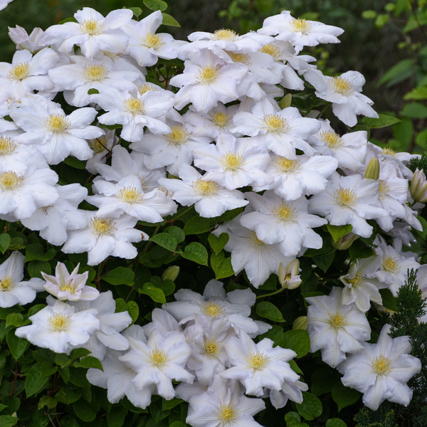 Waldrebe ‚Miss Bateman' – Clematis – Ansicht 3