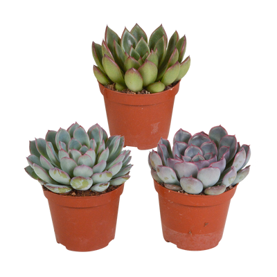 Echeverien-Mix – Echeveria