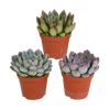 Echeverien-Mix – Echeveria – ohne Topf