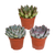 Echeverien-Mix – Echeveria – ohne Topf
