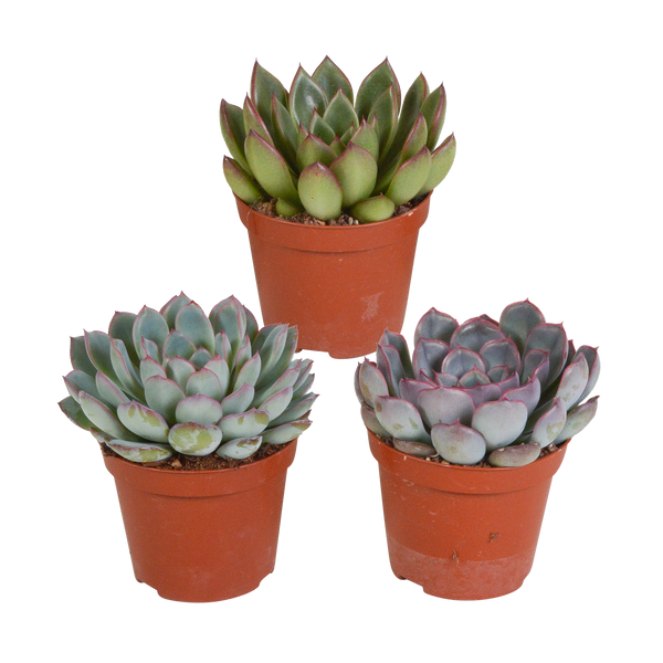 Echeverien-Mix – Echeveria – ohne Topf