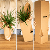 Bogenhanf im Glas – Sansevieria