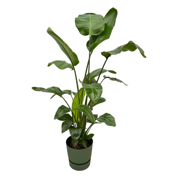 Baumstrelitzie – Strelitzia nicolai