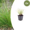 Herbst-Kopfgras – Sesleria autumnalis – 6 Stück