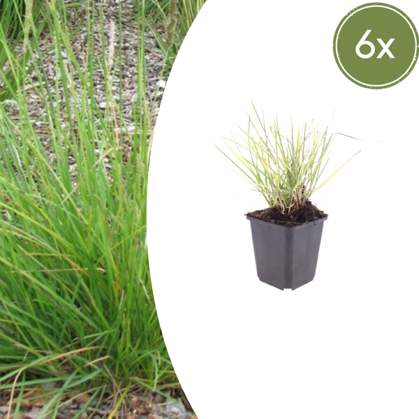 Herbst-Kopfgras – Sesleria autumnalis – 6 Stück