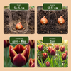 Tulpe ‚My Favourite Topping' – Tulipa – Ansicht 4