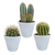 Kakteen-Set „Kakteenmischung“ – 3 Kakteen