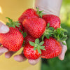Erdbeere ‚Maxim' – Fragaria × ananassa – Ansicht 4