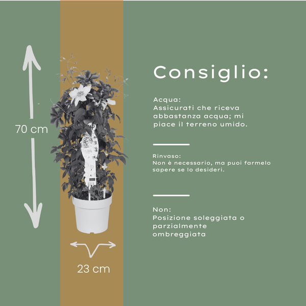 Waldrebe ‚Double Up Barnadine + Masa' – Clematis – Ansicht 6